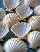 Close Up of White and Brown Scallop Shells photo