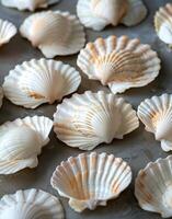 Close Up of White and Brown Scallop Shells photo