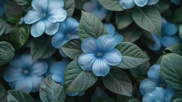 Group of Blue Flowers With Green Leaves photo