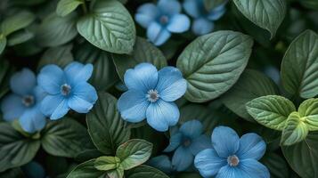 Group of Blue Flowers With Green Leaves photo
