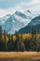 Field With Trees and Mountains photo