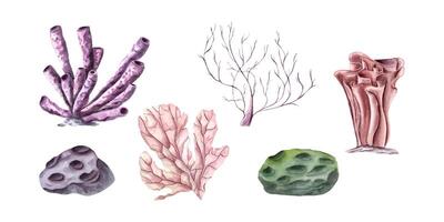 Coral set. Polyps. Corals of various types and shapes. Lagoon underwater world. Sea rocks that look like meteorites. Marine fauna. Watercolor illustration. Showcase design, print, card vector