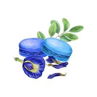 Set of two French macarons with fresh and dried butterfly pea flower, green leaves. Bluebellvine, cordofan pea, clitoria ternatea. Blue almond cakes, buds. Watercolor illustration for package, label vector