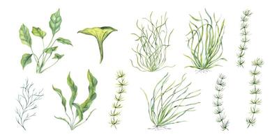 Sea plant set. Aquarium grass of different types. Algae, nori, seaweed. Underwater kelps. Green herbs. Long leaves. Watercolor illustration for store design, print, card, book or logo vector