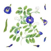 Climbing blue clitoria ternatea in full bloom. Green leaves, flowers, buds. Dried flower, pod, leaf. Bending branches of Asian plant. Butterfly pea flower, anchan. Watercolor illustration vector