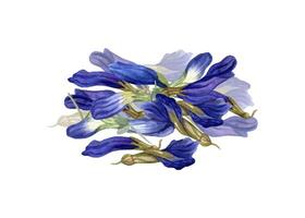 Handful of dried clitoria flowers. Buds for healthy drink. Anchan, Dried Blue Butterfly Pea Petals. Herbal, wellness tea. Watercolor illustration for recipe, menu, label, package vector