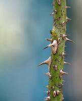 Sharp thorns on the branches of the rose tree photo