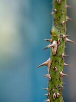Sharp thorns on the branches of the rose tree photo