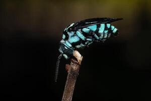 A neon cuckoo bee sleeping on a dry rose stalk photo