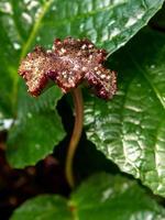 Congo fig Dorstenia Elata Glossy and dark green leaf surface of rainforest plants photo