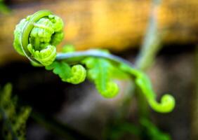 Green leaf of fern, freshness bud leaf photo