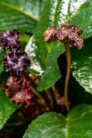 Congo fig Dorstenia Elata Glossy and dark green leaf surface of rainforest plants photo