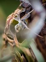 Oleander Hawk-moth perched on a branch photo