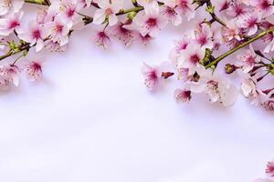 Graceful Harmony Beautiful Cherry Blossom on Blank Paper, Capturing Timeless Beauty and Serenity, Perfect for Artistic Presentations and Creative Projects photo