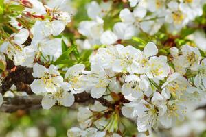 Beautiful Fresh Flower Background A Stunning Array of Blooms, Creating a Vibrant and Serene Atmosphere Perfect for Adding Elegance to Any Occasion or Decor photo