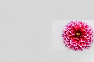 Cute Flower on White Background A Delicate Blossom in Serene Simplicity, Nature's Charming Creation photo