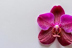 The mockup of a beautiful red orchid on blank paper showcases an elegant floral design, perfect for creative projects photo