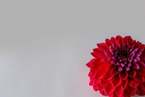 Beautiful Red Flower on White Background Mockup Capturing the Timeless Elegance of Floral Simplicity photo