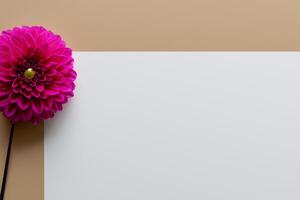 Beautiful Flower on White Background Mockup Elegance in Simplicity, Nature's Grace Captured photo