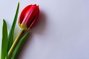 Beautiful Red Tulip Beauty on Blank Paper, Capturing Timeless Elegance and Vibrant Charm, Perfect for Artistic Presentations and Creative Projects photo