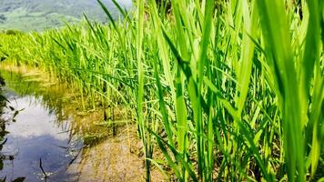 Lush green rice paddy field with reflective water, symbolic of Asian agriculture and World Food Day, ideal for eco sustainability and farming concepts photo
