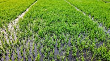 Lush green paddy fields with standing water reflecting sustainable agriculture practices, related to World Environment Day and National Rice Planters Day photo