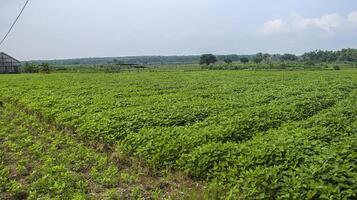 The morning atmosphere in the rice field area shows the expanse of green soy bean plants on the left side of the farmer's permanent and semi-permanent buildings and strands of electricity cables. photo