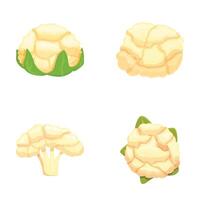 Set of detailed cauliflower illustrations on white background vector