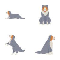 Set of cartoon australian shepherd dogs in various poses vector