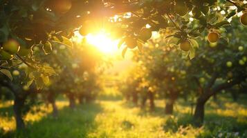 Ripe Apple Trees in a Lush Summer Orchard photo