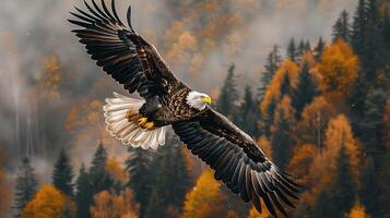 Eagle soaring above a forest during autumn, representing change and adaptability photo