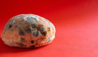 Moldy bread, closeup photo. Mildew covered food. photo