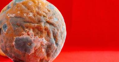 Moldy bread, closeup photo. Mildew covered food. photo