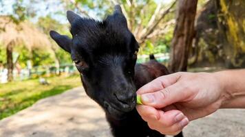 cerca arriba imagen de un persona alimentación un linda negro bebé cabra al aire libre, ideal para conceptos relacionado a animal cuidado y primavera granja vida foto