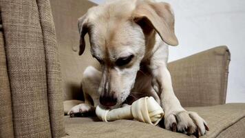 Light colored Labrador mix enjoying a chew toy on a couch, capturing a moment of pet relaxation and play, ideal for National Pet Day content photo