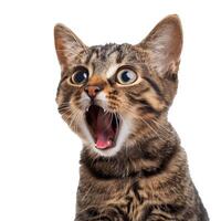 Surprised tabby cat with wide eyes and open mouth, isolated on a white background, perfect for pet care concepts and National Cat Day promotions photo