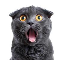 Surprised Scottish Fold cat with wide amber eyes and open mouth, isolated on a white background, perfect for pet care concepts and National Cat Day promotions photo