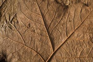 High-resolution Macro Close-Up of Dry Autumn Leaves Texture, Ideal Background for Seasonal Atmosphere and Still Life Photography photo