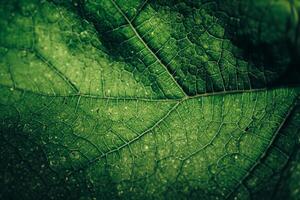 Close-up of Vibrant Green Leaf Texture - Abstract Natural Pattern Background for Design photo