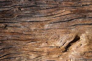 Close-Up Shot of Wooden Surface Texture photo