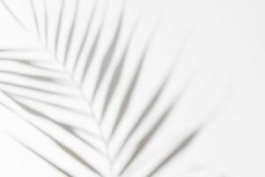 Minimalist White Background with Palm or Monstera Leaf Shadow, Tropical Theme photo