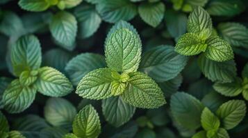 Close Up View of Fresh Green Mint Leaves in the Garden photo