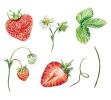 fresas colocar, acuarela. verde hojas, rojo bayas, flores, provenir, zarcillos ilustración. para tarjetas, invitaciones, cubiertas, pancartas, té, jugo, mermelada, productos cosméticos etiquetas. vector