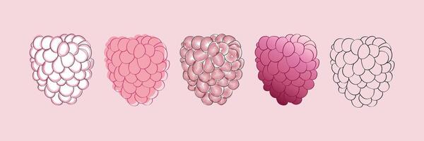 A simple illustration of a raspberry being drawn in four stages, from lineart to full color. vector