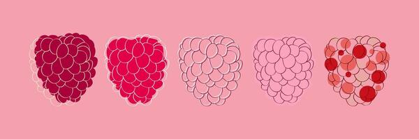 Five Stages of a Raspberry Illustration vector