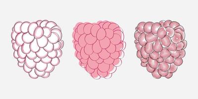 An illustration depicting three stages of a raspberry, from outline to shading to full color. vector