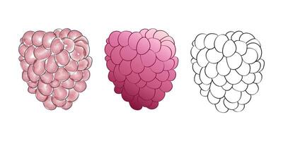 3 digital raspberry illustrations in different styles, a fully colored version, a partially colored version, and an outline version. vector