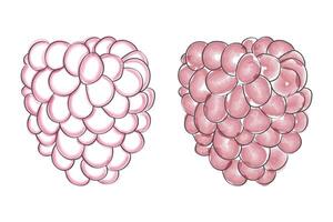 Simple line drawings raspberry in two variations pink and white. vector