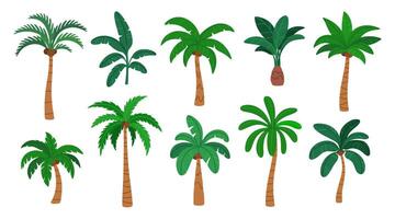 Palm trees. Cartoon summer season botanical tropical green plant. Exotic decorative Brazil and Hawaii subtropical beach tree. Foliage and floral elements. collection vector