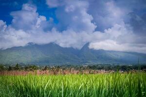 landscape view of rice fields with a hut in the middle and mountains in the background photo